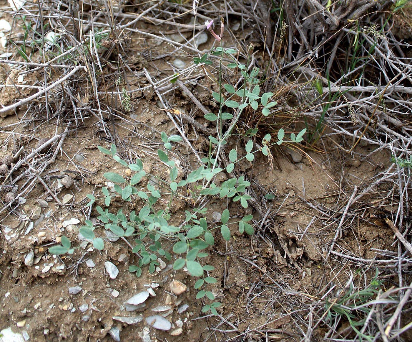 Изображение особи род Astragalus.