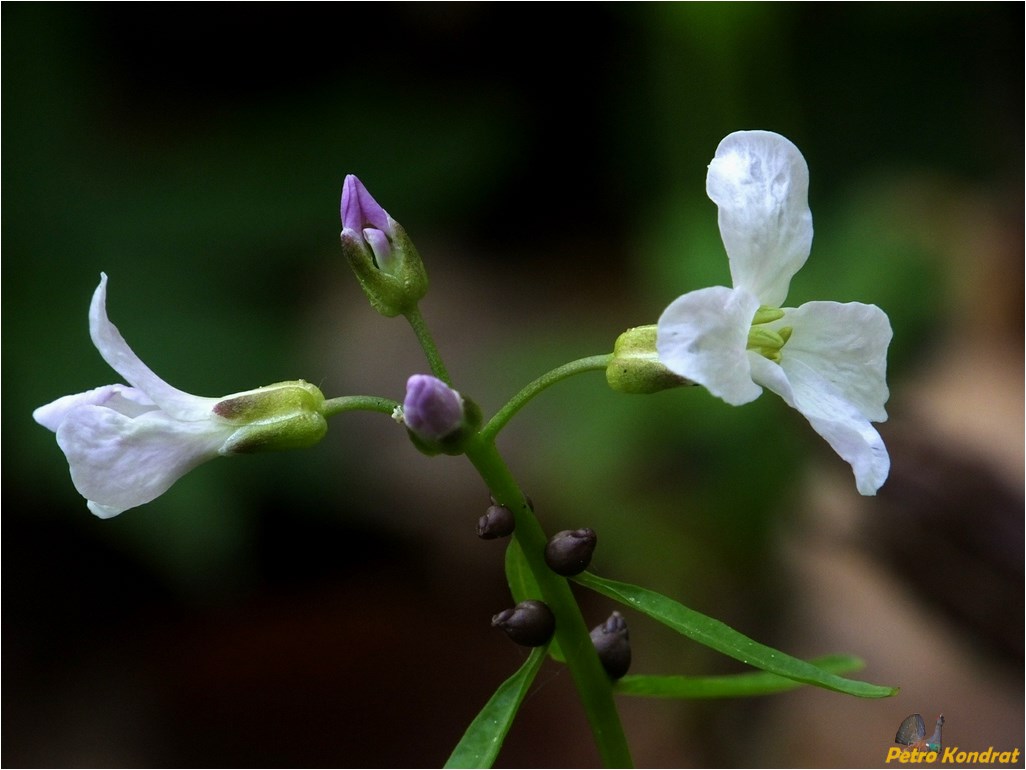 Image of Cardamine bulbifera specimen.