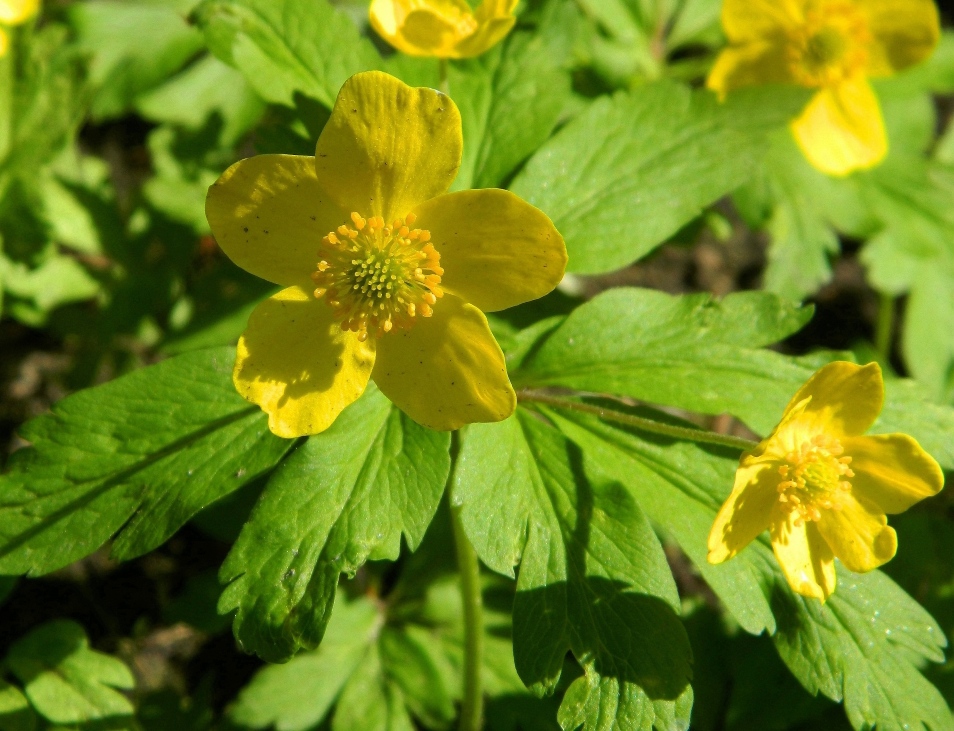 Изображение особи Anemone ranunculoides.