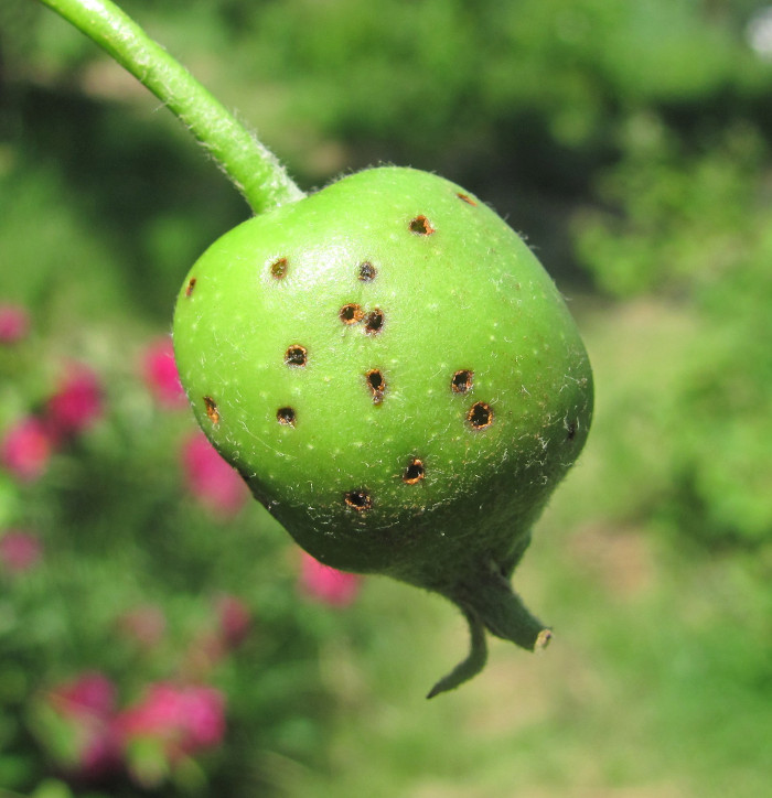 Image of Malus domestica specimen.