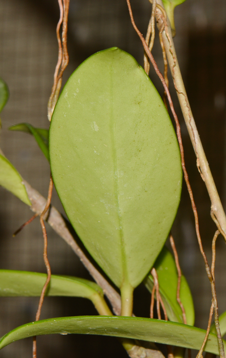 Изображение особи Hoya carnosa.