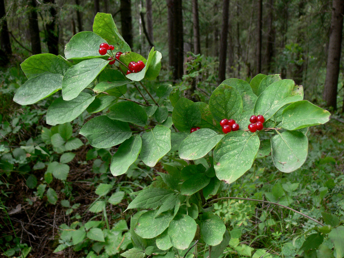 Изображение особи Lonicera xylosteum.