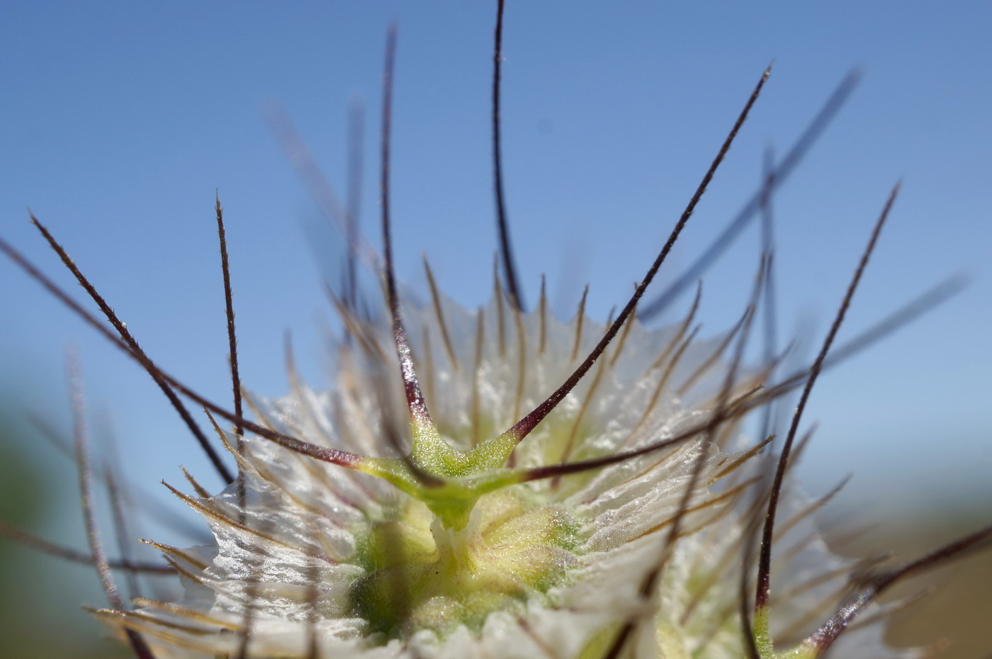 Image of Lomelosia divaricata specimen.