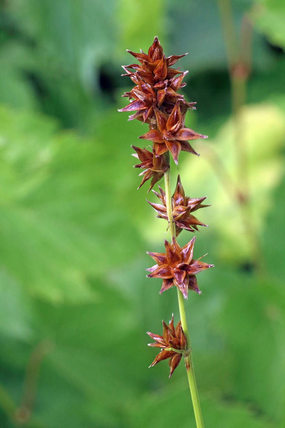 Image of Carex polyphylla specimen.