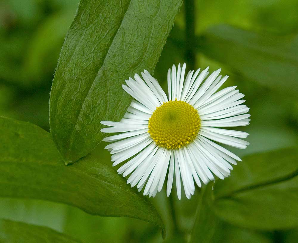 Image of Erigeron annuus specimen.