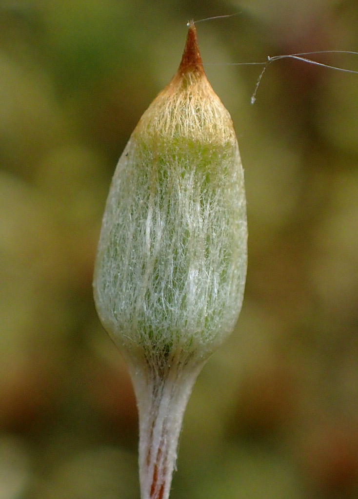 Image of Polytrichum juniperinum specimen.