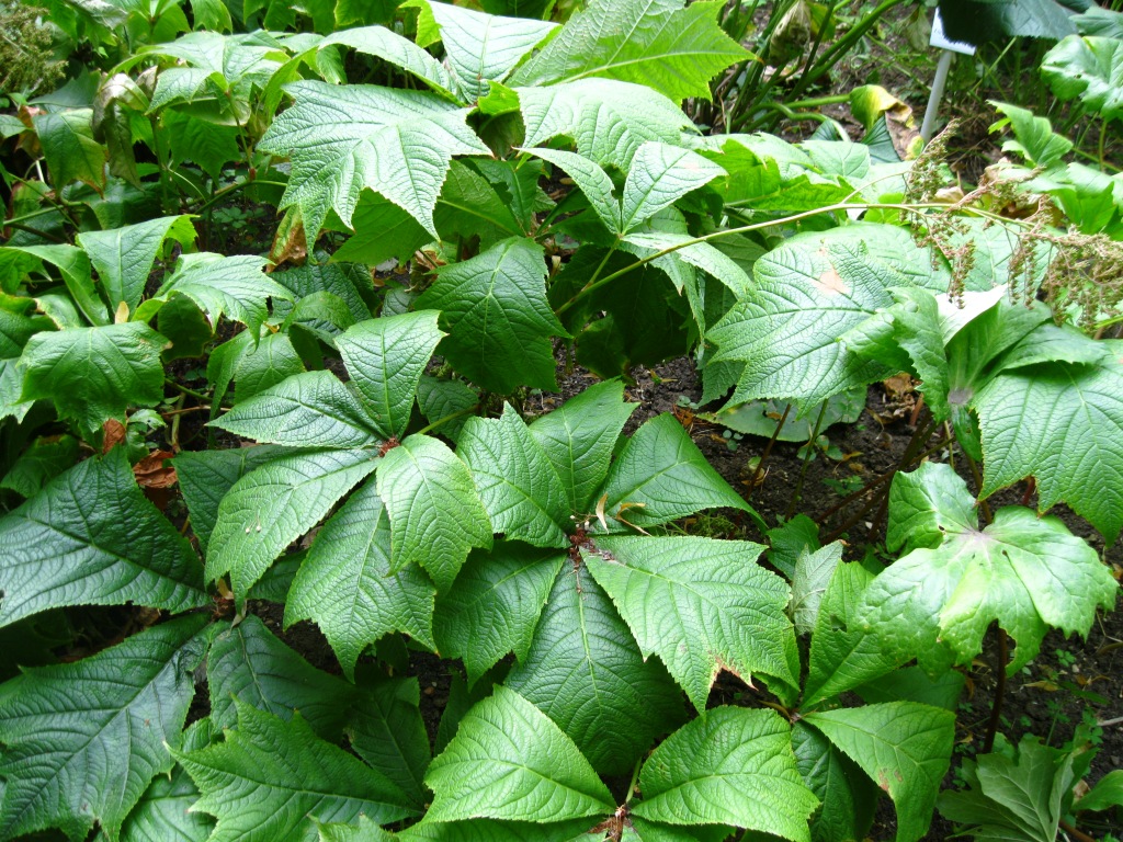 Изображение особи Rodgersia podophylla.