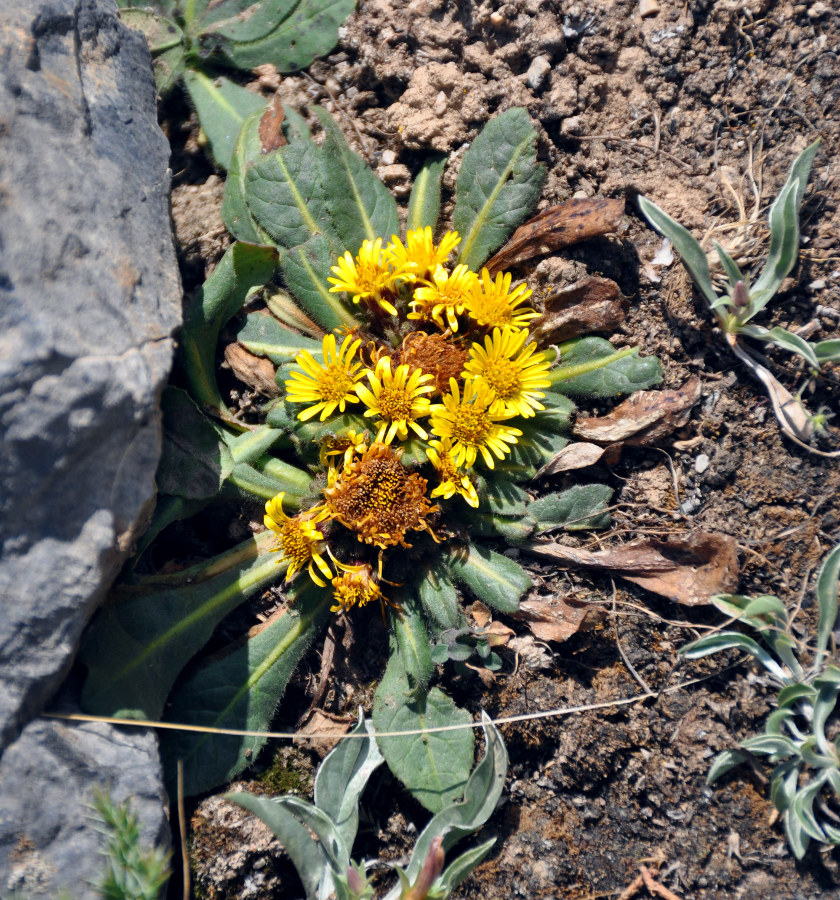 Image of Inula rhizocephala specimen.