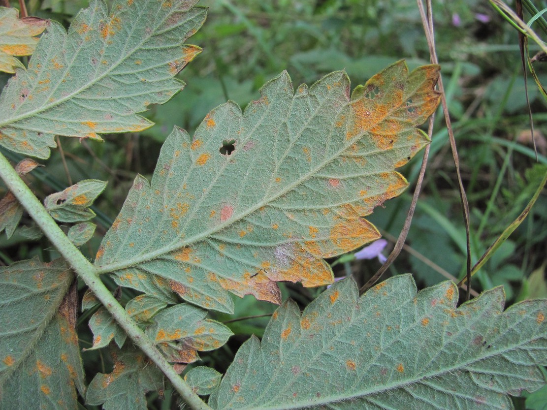 Изображение особи Agrimonia eupatoria.