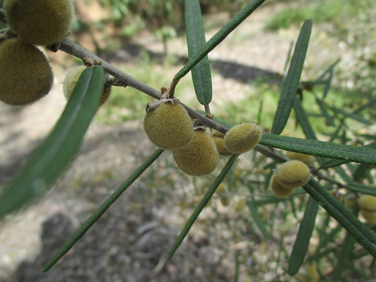 Image of Hovea acutifolia specimen.