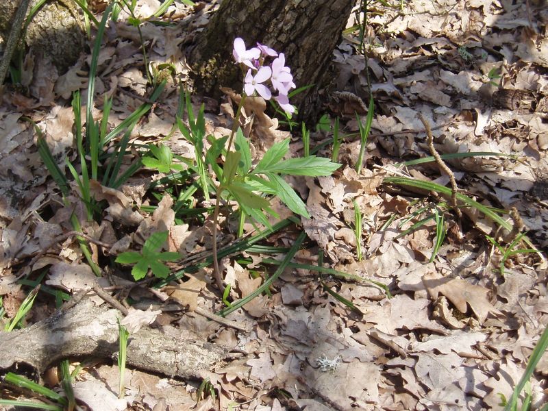 Image of Cardamine quinquefolia specimen.