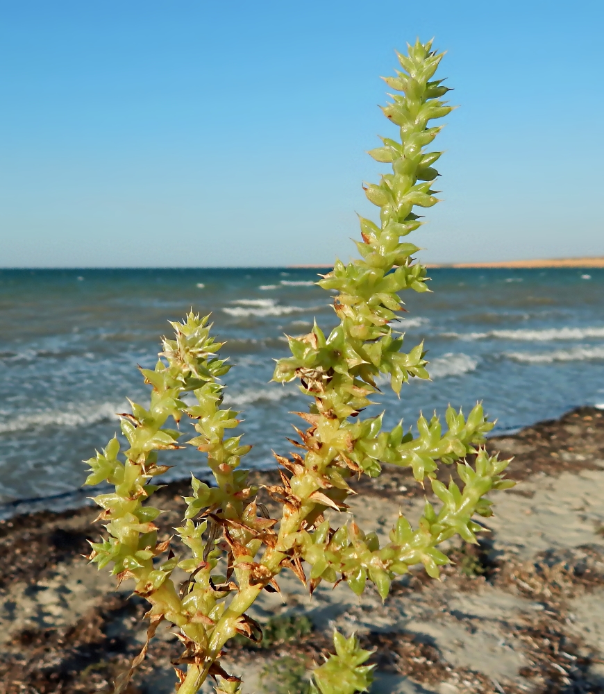 Изображение особи Salsola pontica.