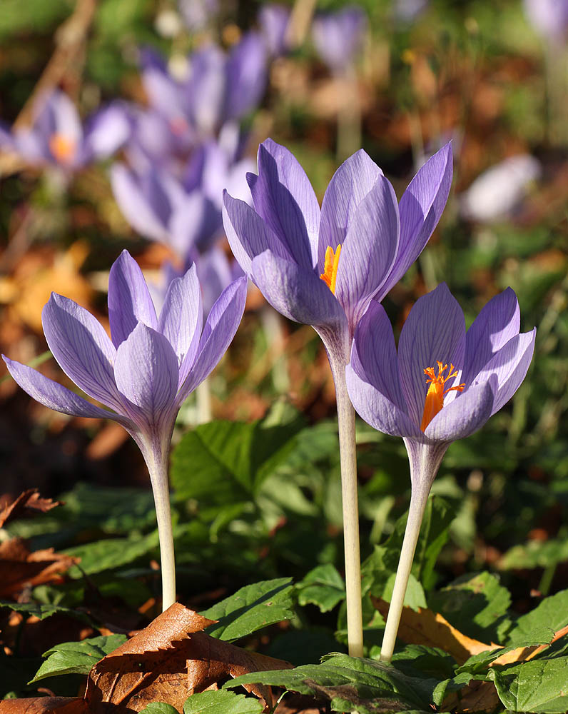 Изображение особи Crocus speciosus.