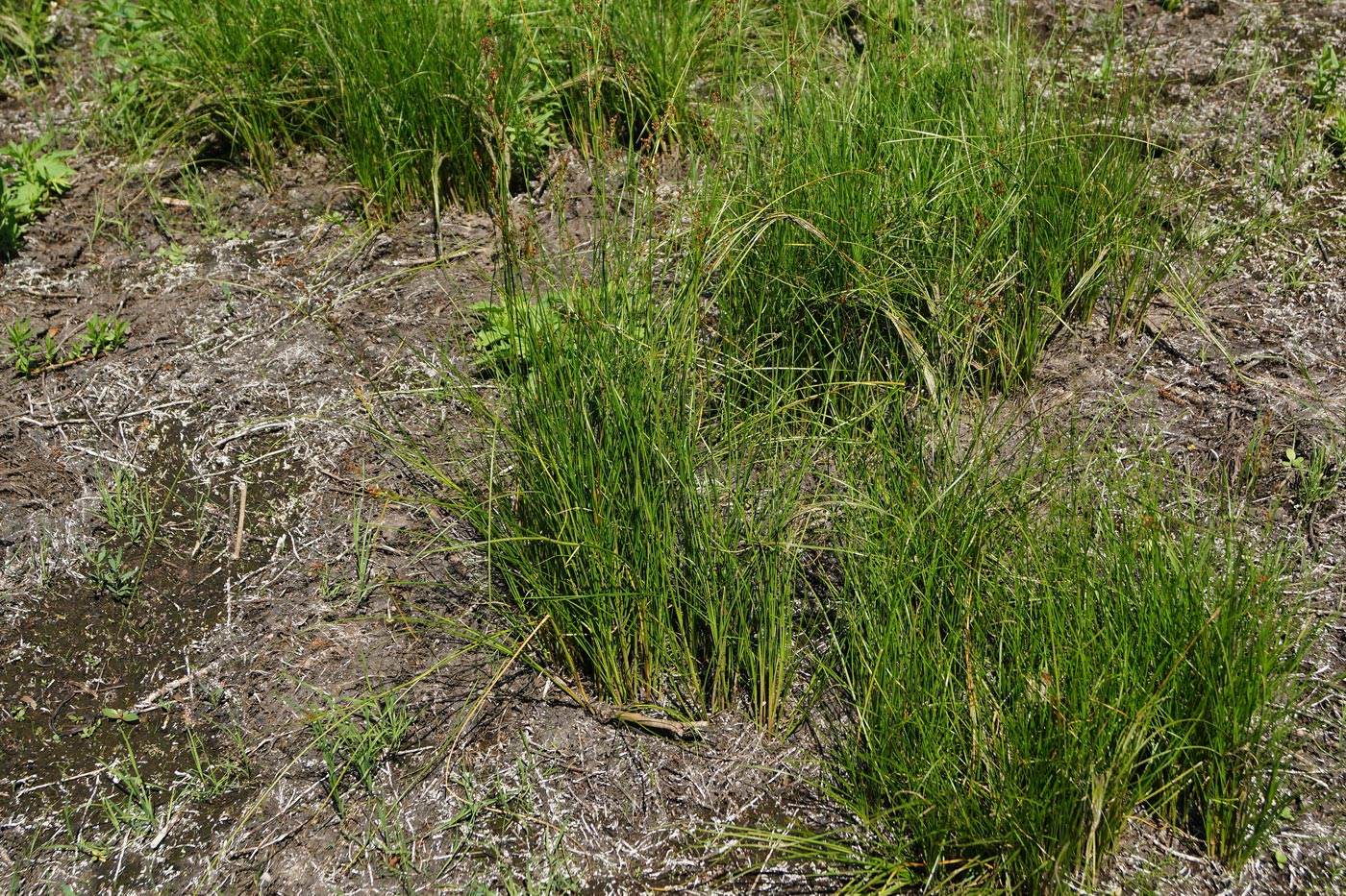 Image of Juncus compressus specimen.