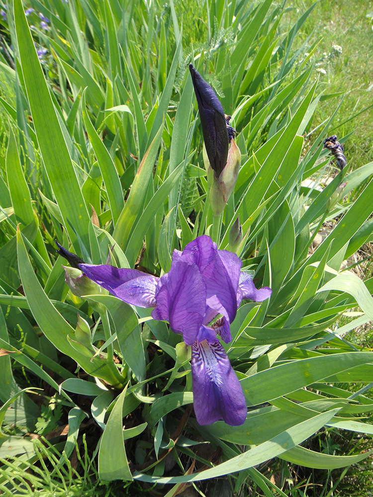 Image of Iris aphylla specimen.