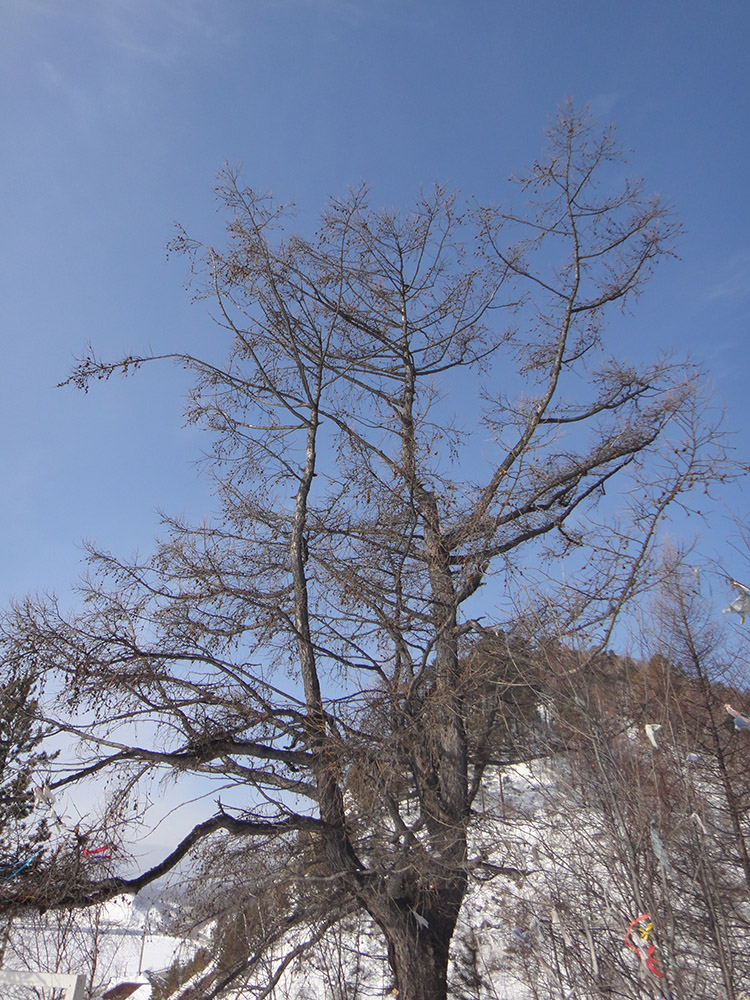 Image of Larix sibirica specimen.