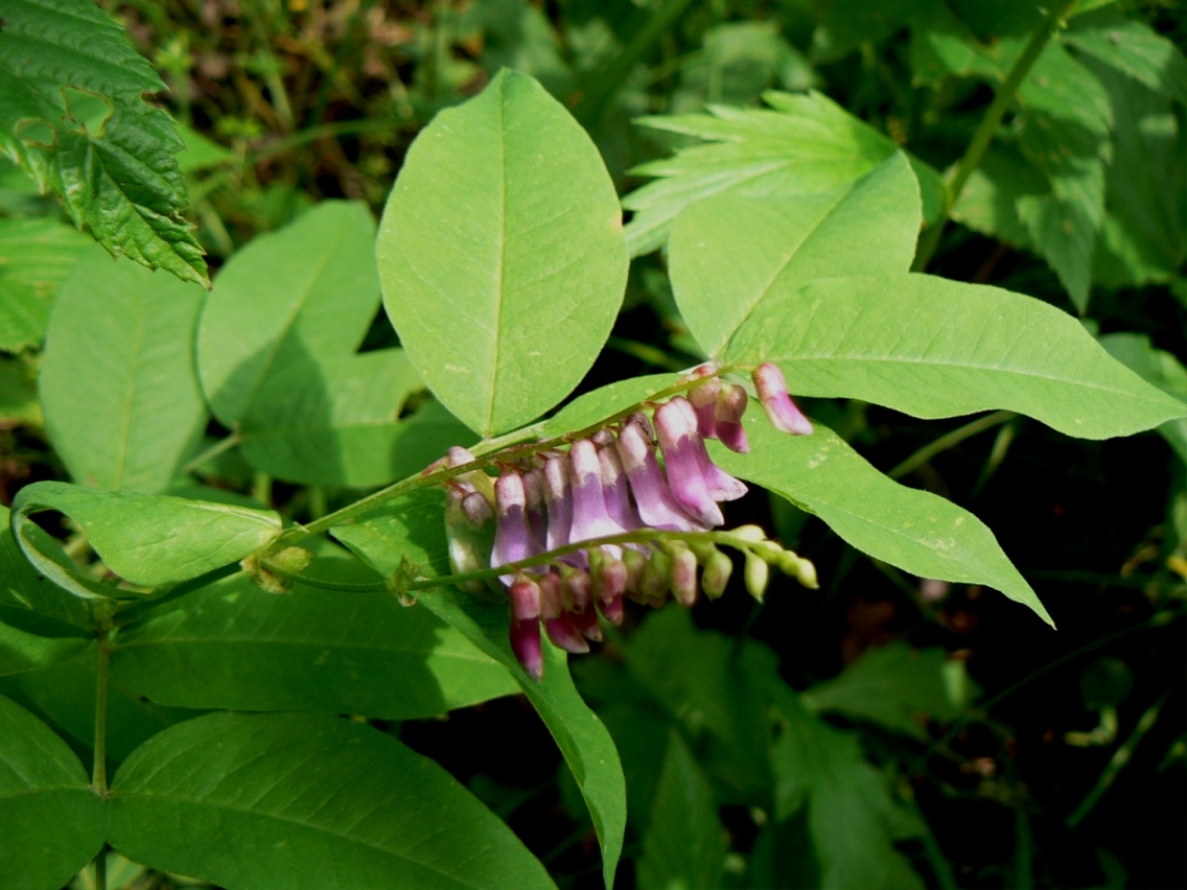 Image of Vicia ramuliflora specimen.