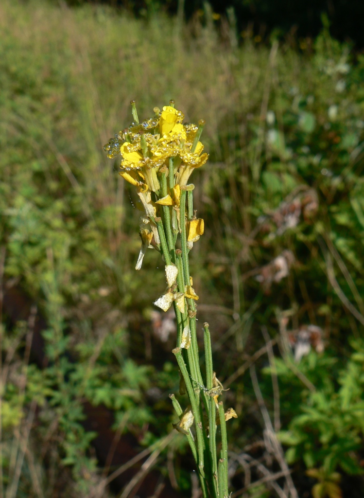 Image of Erysimum hieraciifolium specimen.