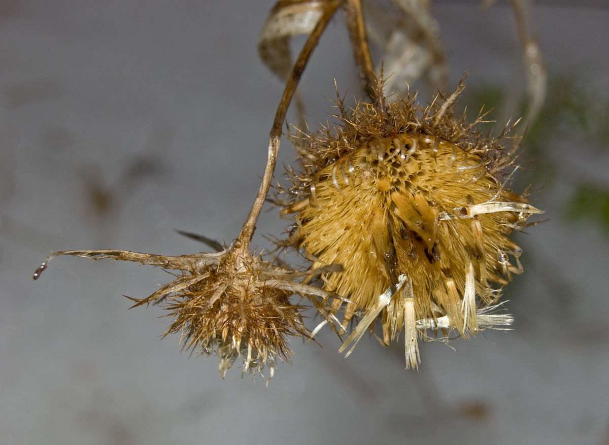 Изображение особи Carlina intermedia.