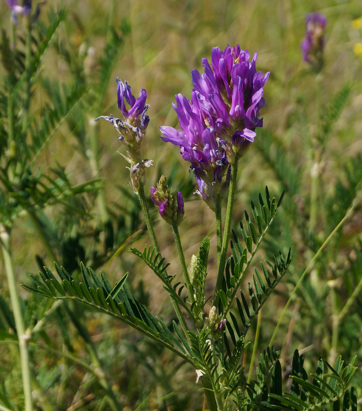 Image of Astragalus onobrychis specimen.