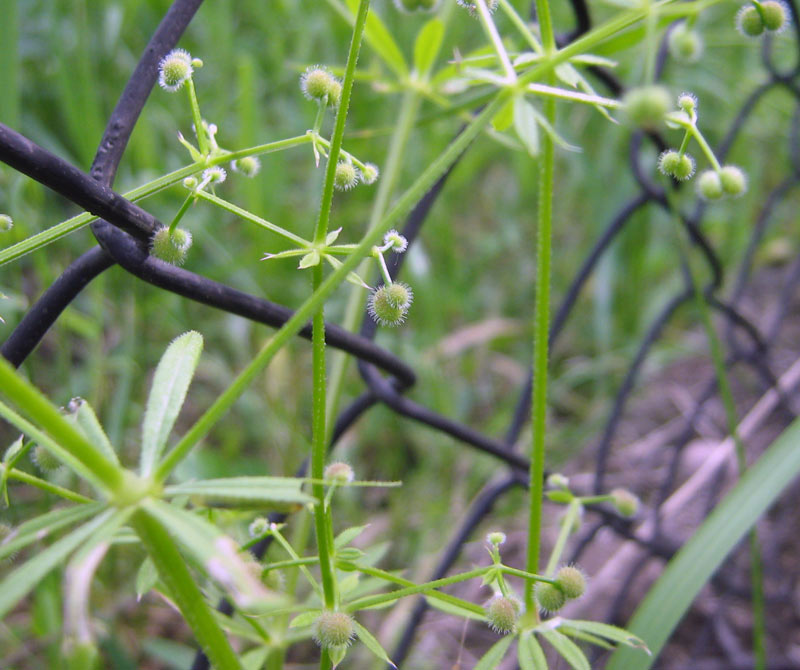 Image of genus Galium specimen.