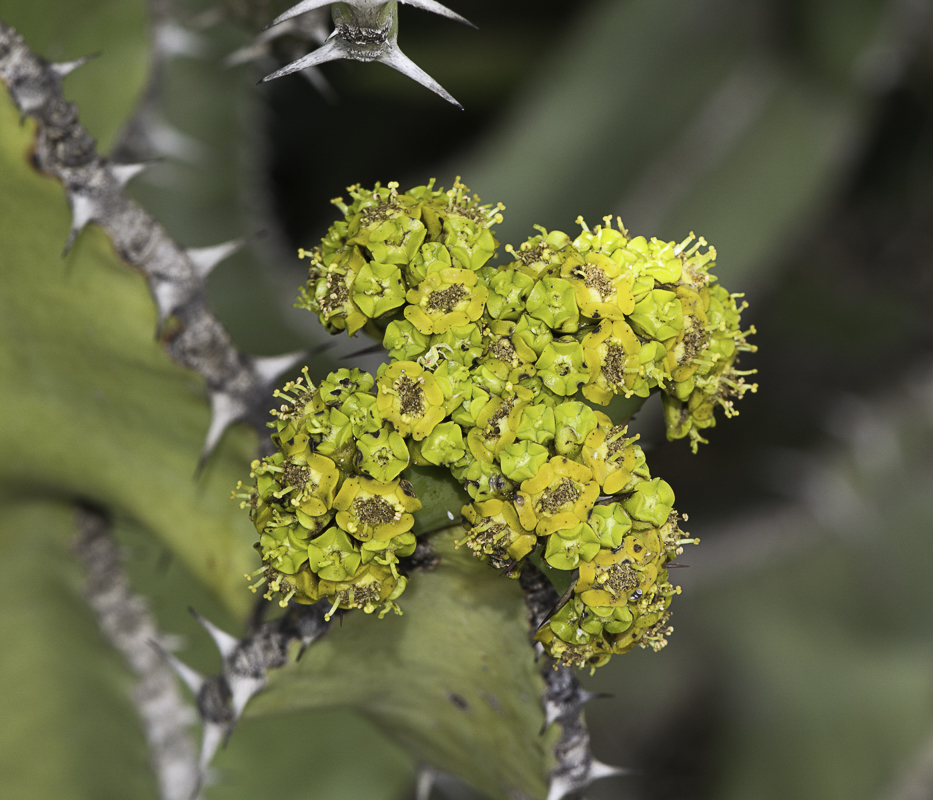 Изображение особи Euphorbia cooperi.