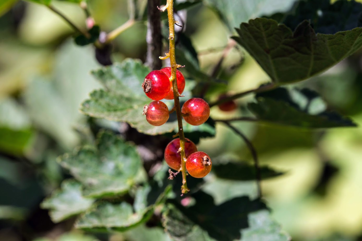 Изображение особи Ribes rubrum.