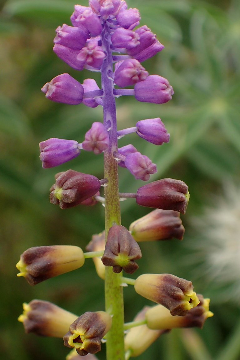 Image of genus Leopoldia specimen.