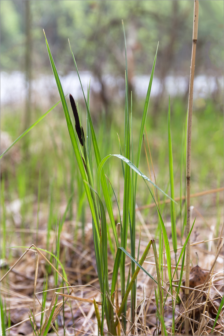 Изображение особи Carex acuta.