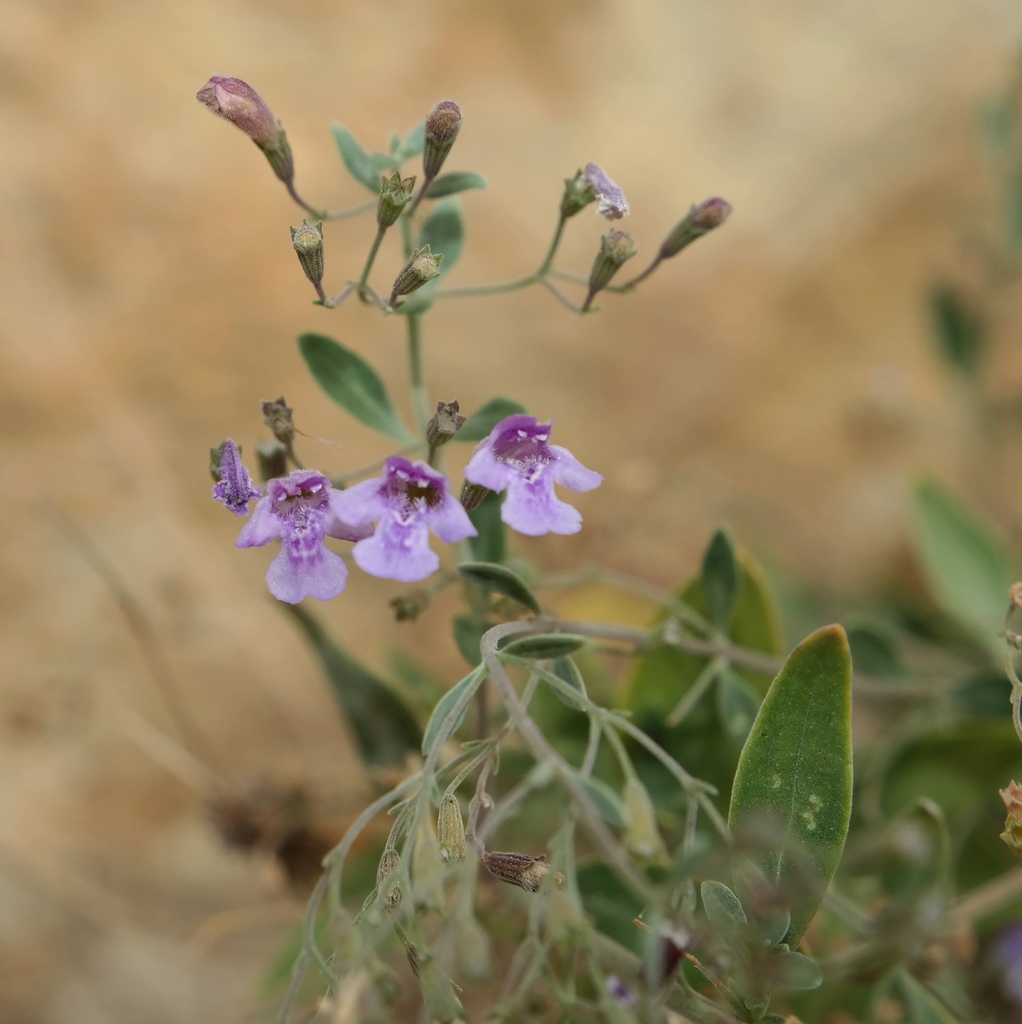 Image of Micromeria serpyllifolia specimen.