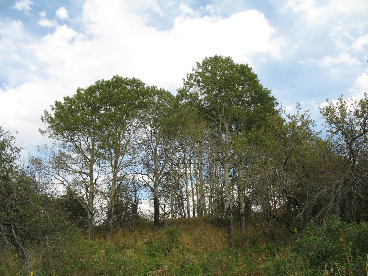 Image of Populus tremula specimen.