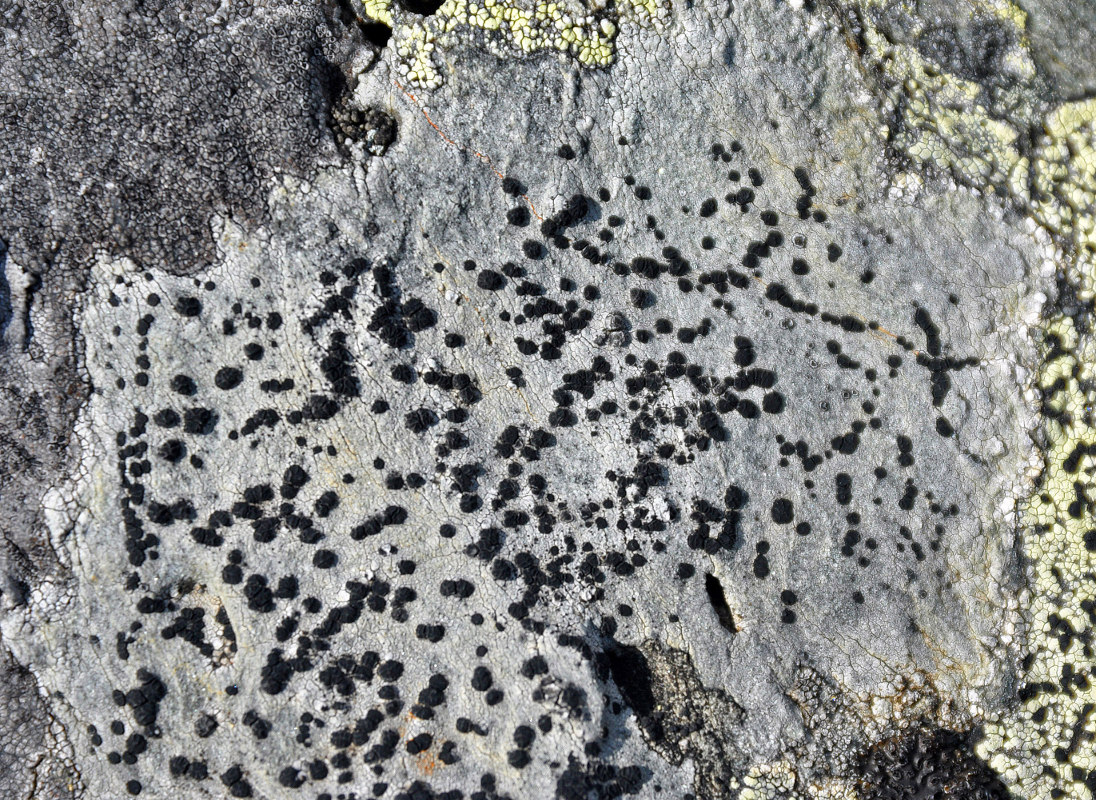 Image of familia Lecideaceae specimen.