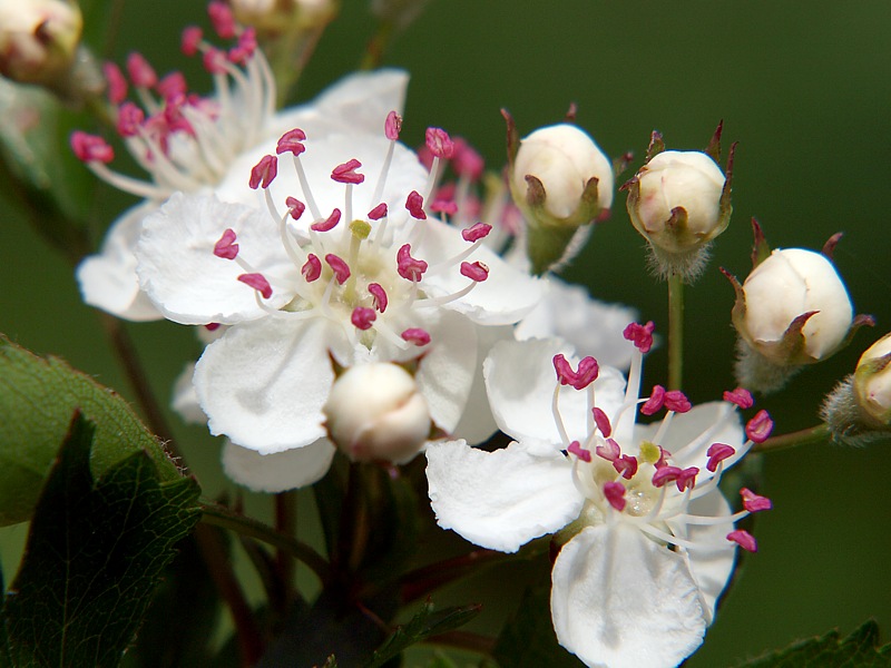 Изображение особи род Crataegus.