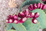 genus Opuntia. Верхушка побега с плодами. Крым, пос. Партенит, парк \"Айвазовское\", в культуре. 23.09.2018.