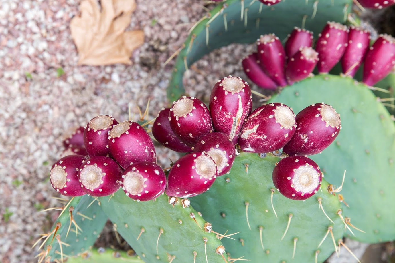 Image of genus Opuntia specimen.