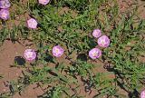 Convolvulus chinensis