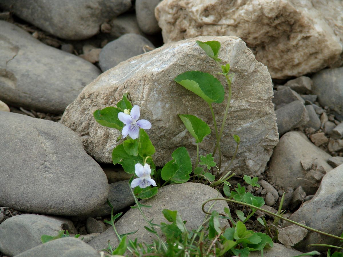 Image of Viola rupestris specimen.