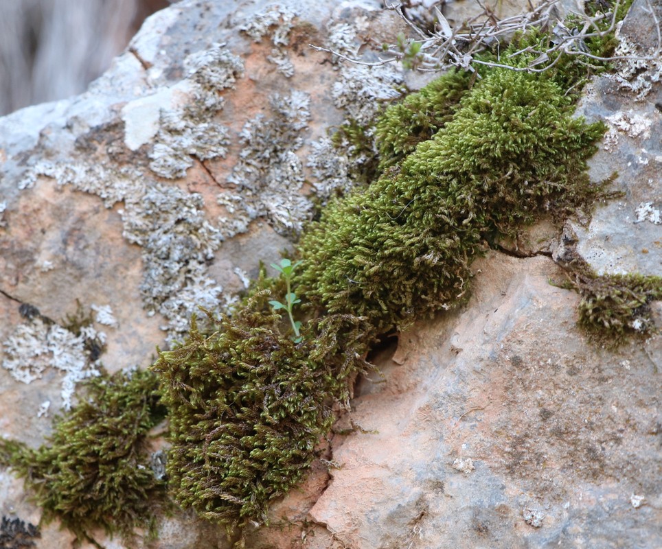 Изображение особи отдел Bryophyta.