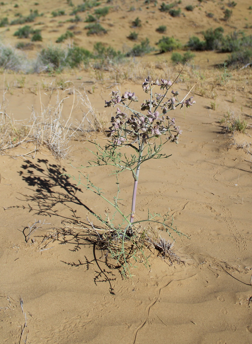 Image of Ferula litwinowiana specimen.