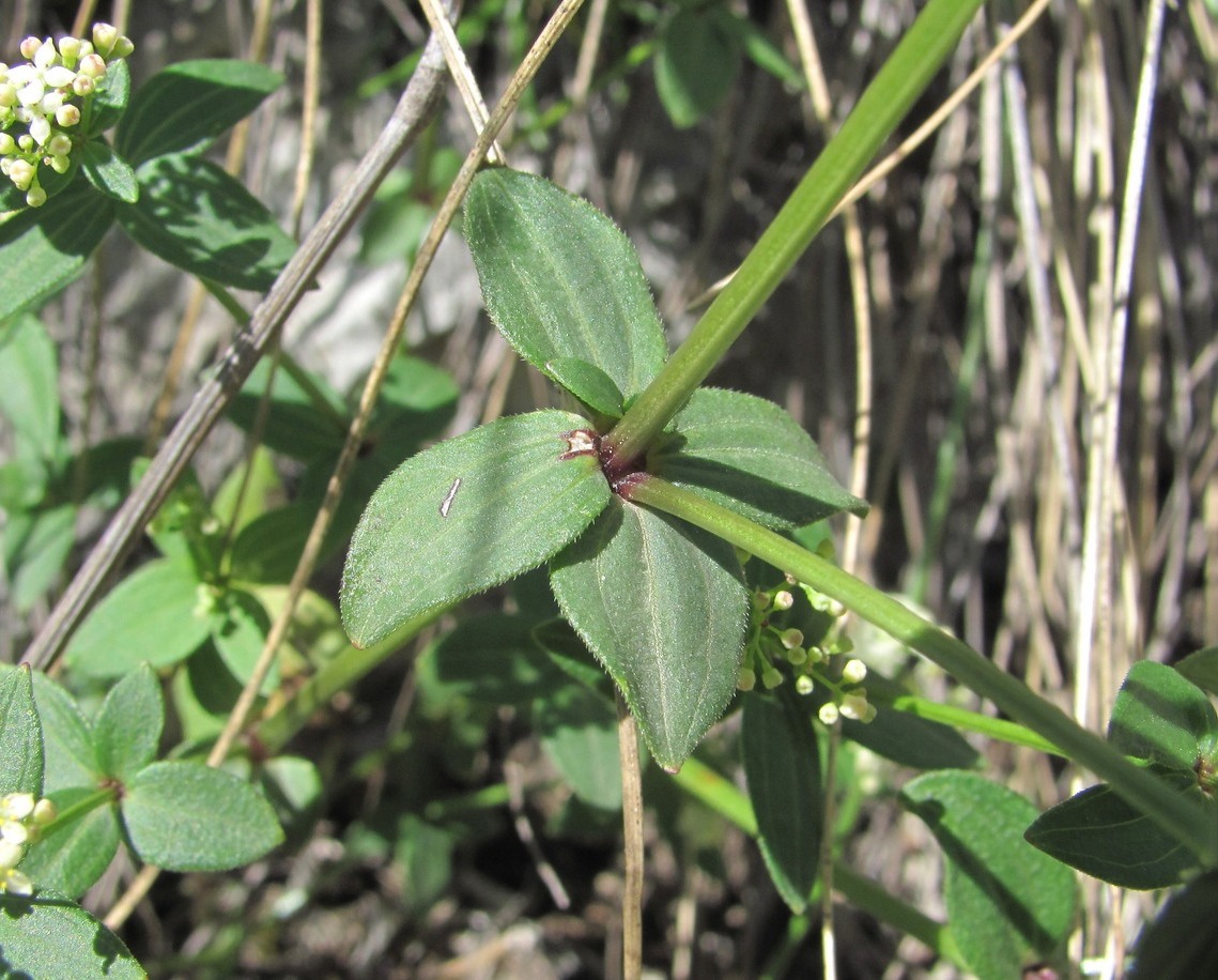 Image of Galium valantioides specimen.