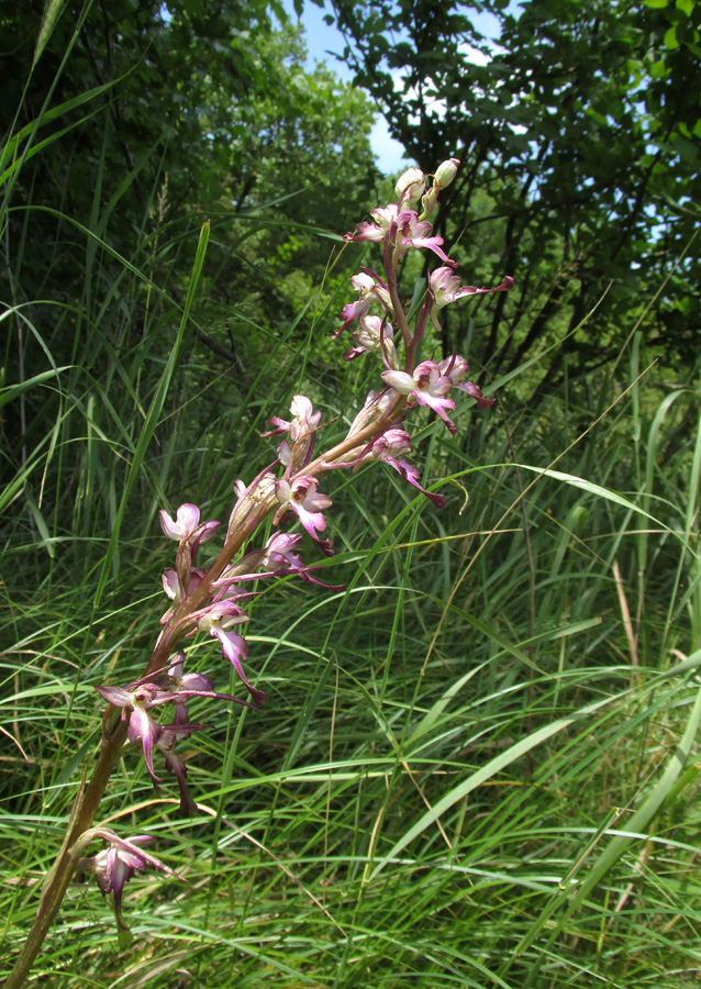 Image of Himantoglossum formosum specimen.