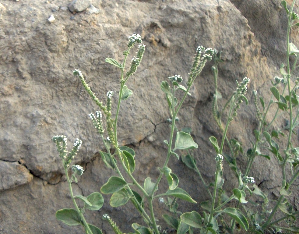 Изображение особи Heliotropium ellipticum.