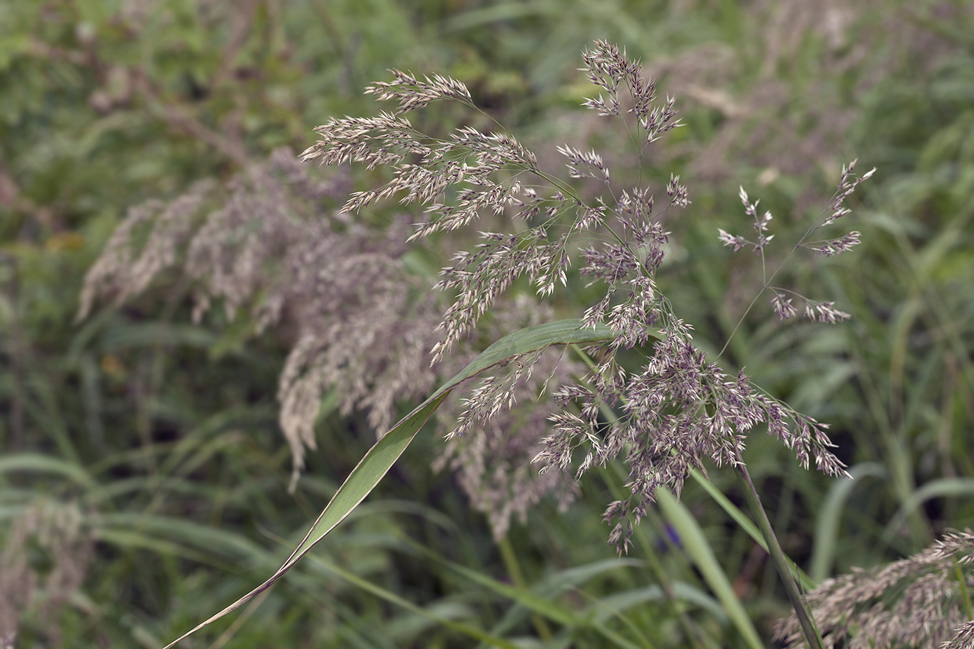 Изображение особи род Calamagrostis.