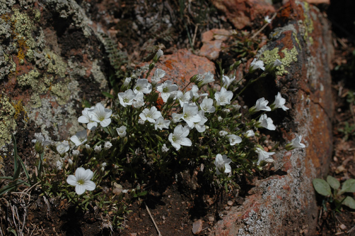 Image of Minuartia kryloviana specimen.