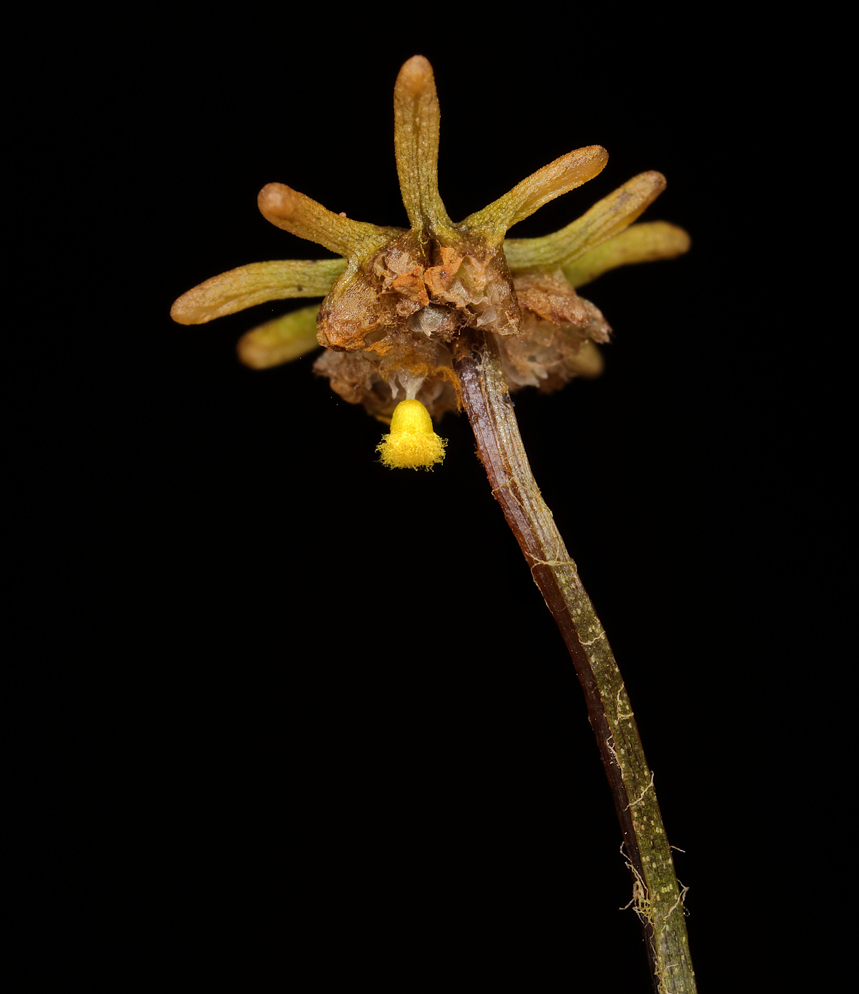 Image of Marchantia polymorpha specimen.