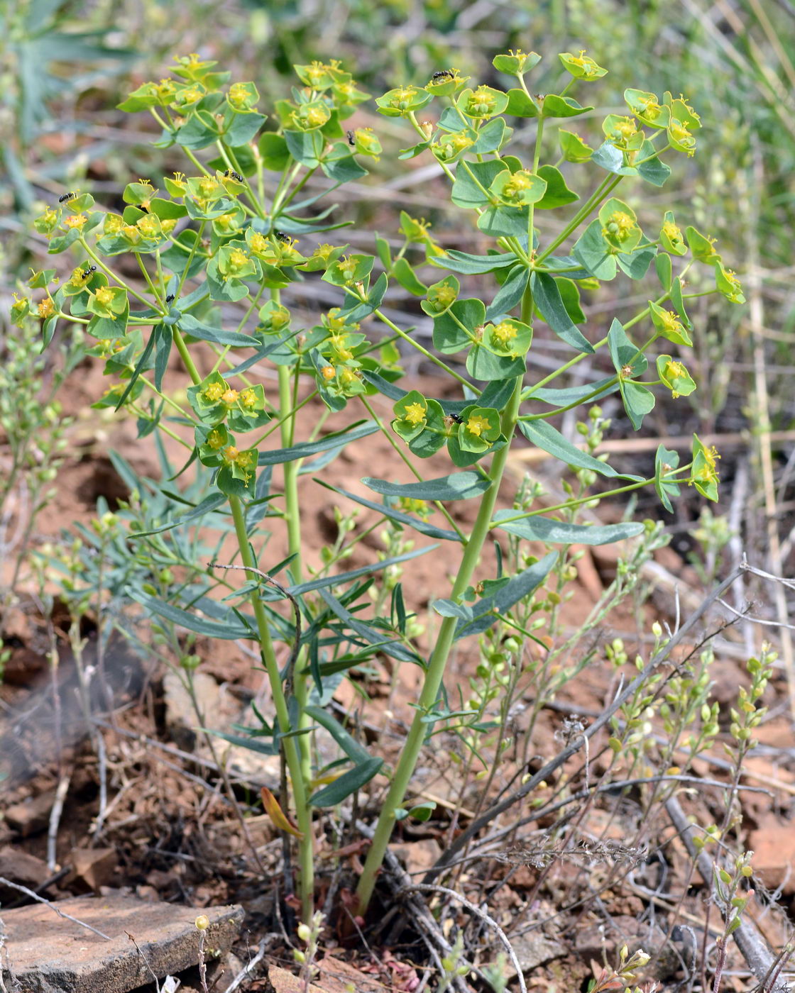 Image of Euphorbia pseudagraria specimen.