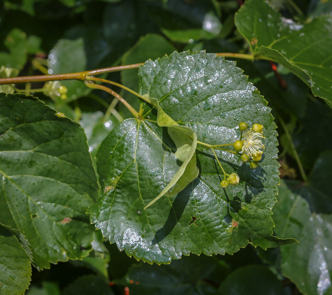 Image of Tilia platyphyllos specimen.