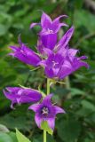 Campanula latifolia