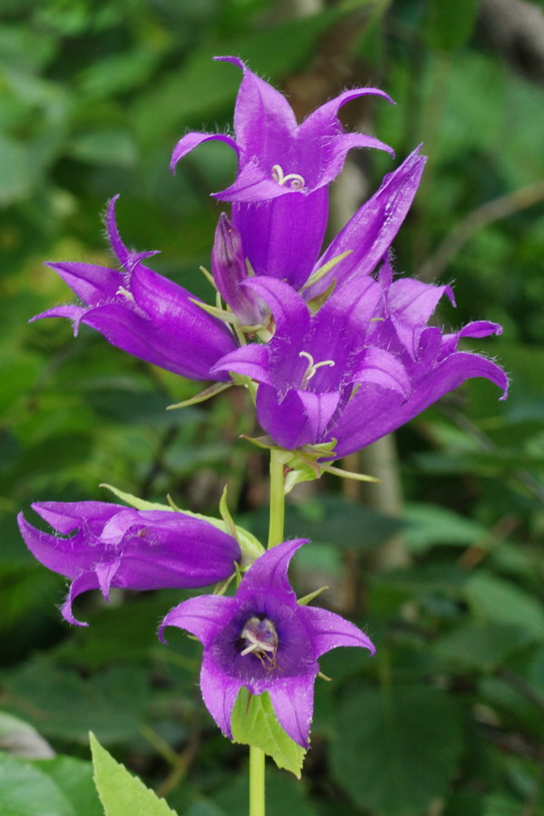 Image of Campanula latifolia specimen.