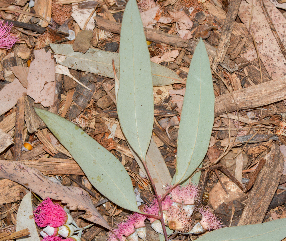 Image of Eucalyptus sideroxylon specimen.